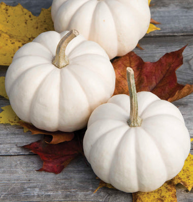 Mini White Pumpkins