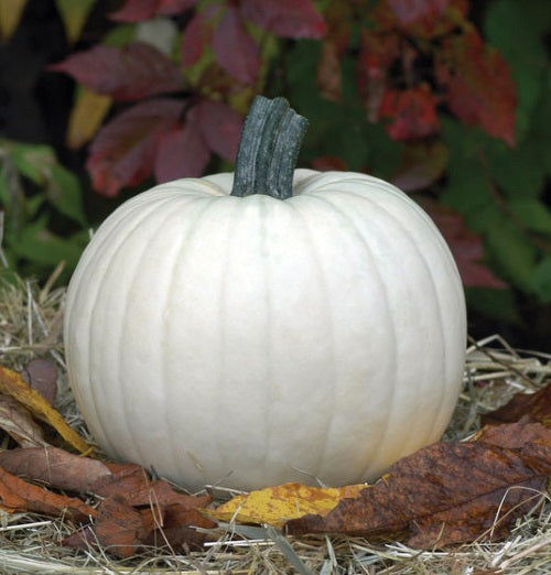 Small White Pie Pumpkins