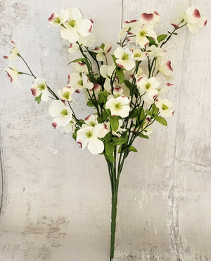 Cream Dogwood Spring Floral Bush