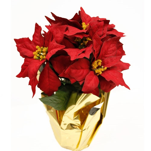 Velvet Poinsettia Gold Foil Wrapped Pot