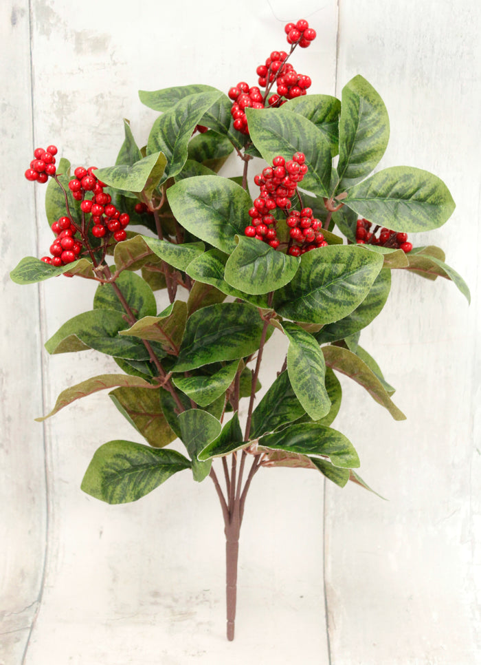 Christmas Laurel Berry Bush