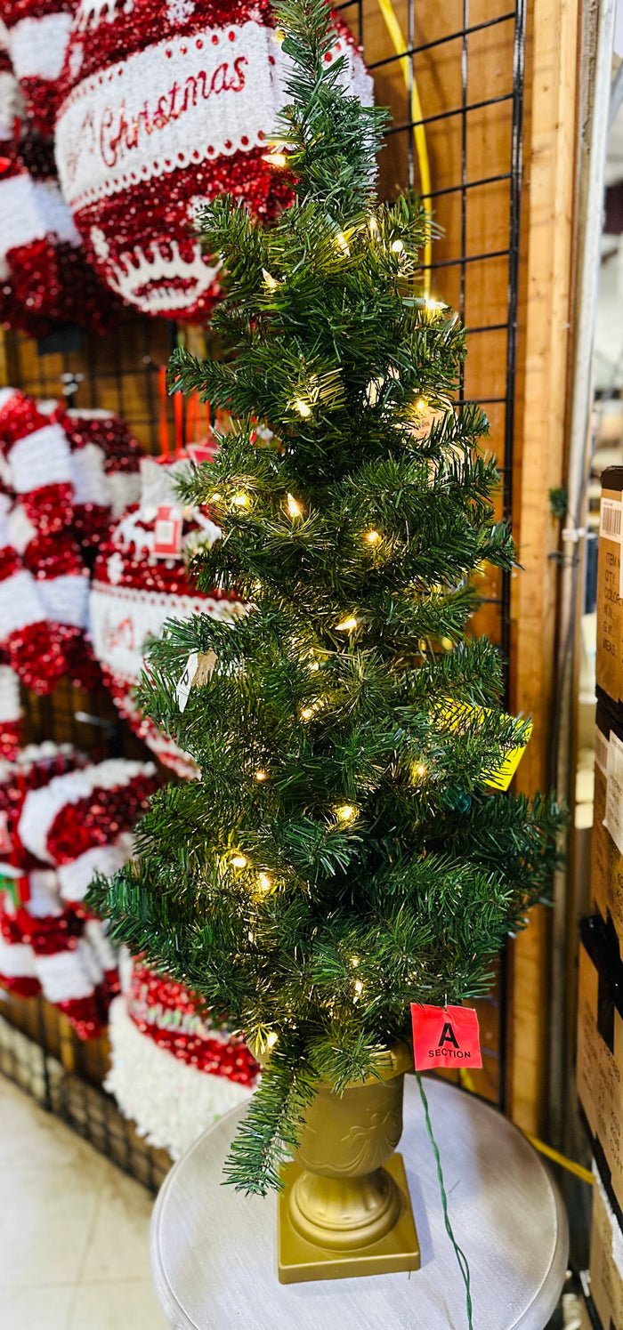 4' Potted Pencil Tree