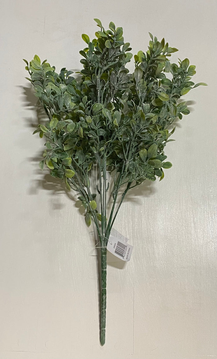 16" Spring Boxwood Bush