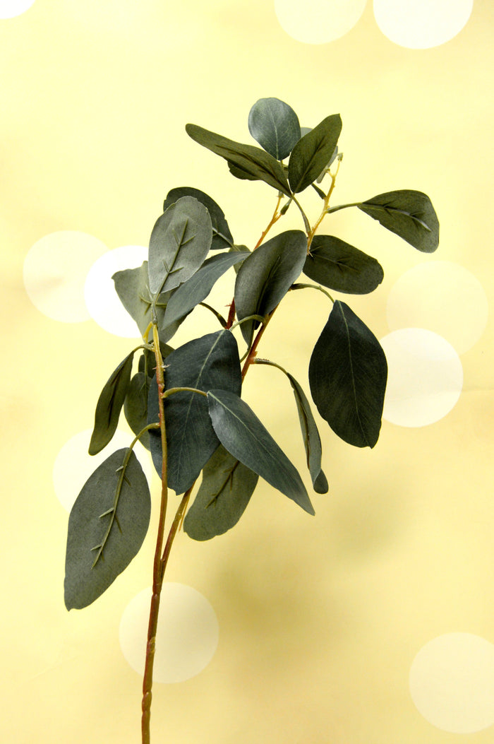 Eucalyptus Spray