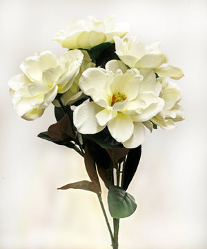 Magnolia Spring Bush-Spring Bushes-Ellis Home & Garden